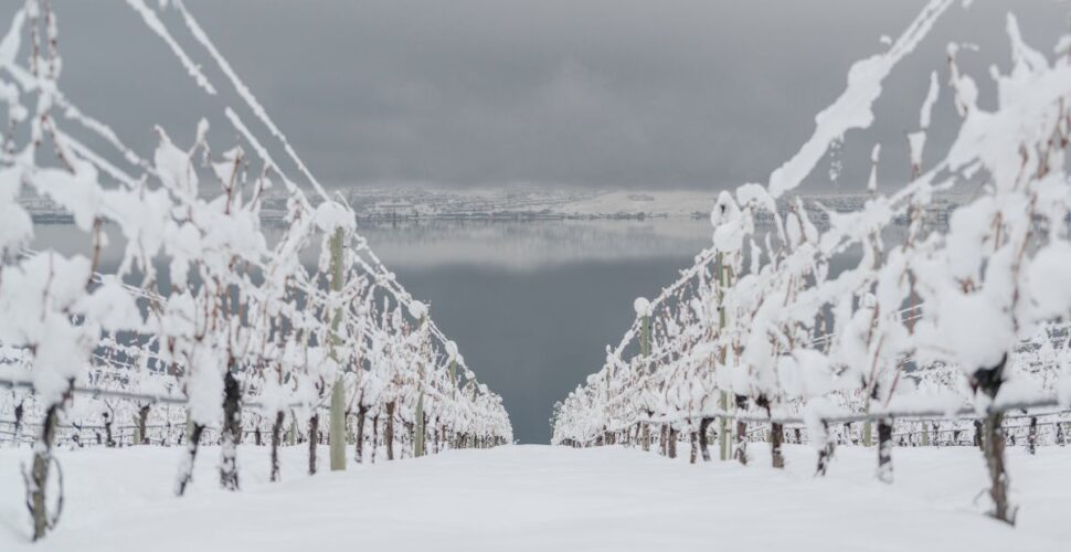 Kelowna Winter Vineyard Views