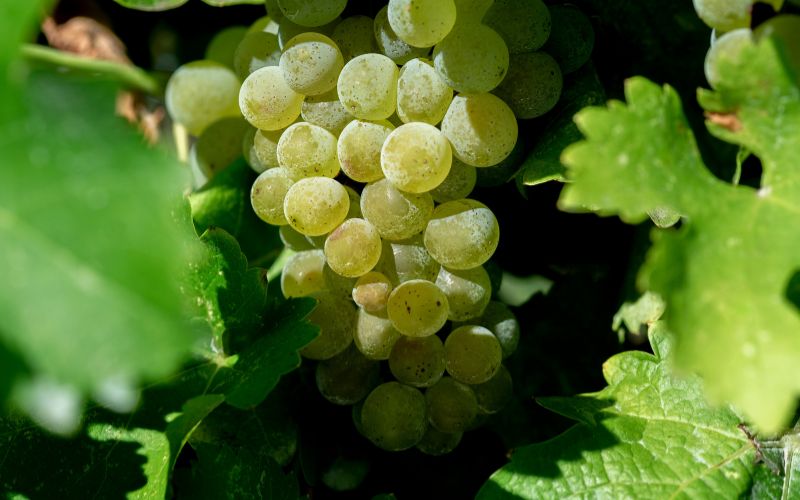 CedarCreek Estate Winery Marlborough Growing Partners