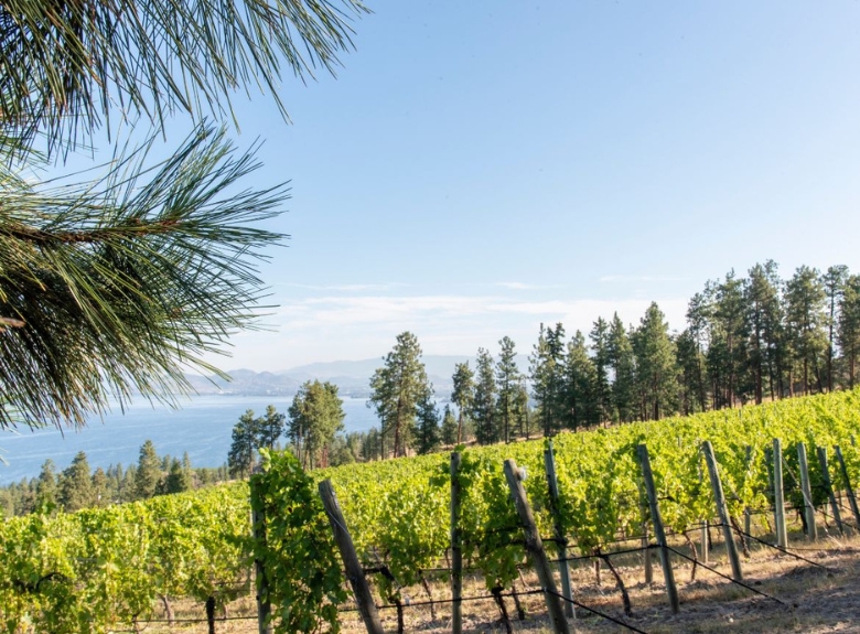 CedarCreek-Estate-Winery-Vineyard-Tour-2