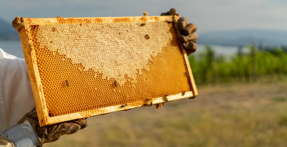 Estate bees from a hive at Cedar Creek winery making honey for Home Block restaurant