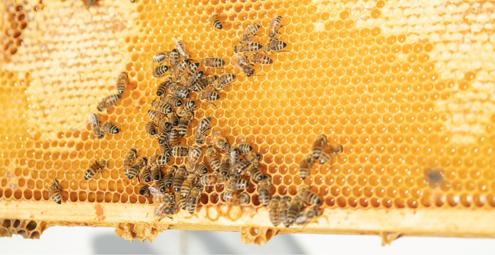 Estate bees from a hive at Cedar Creek winery making honey for Home Block restaurant