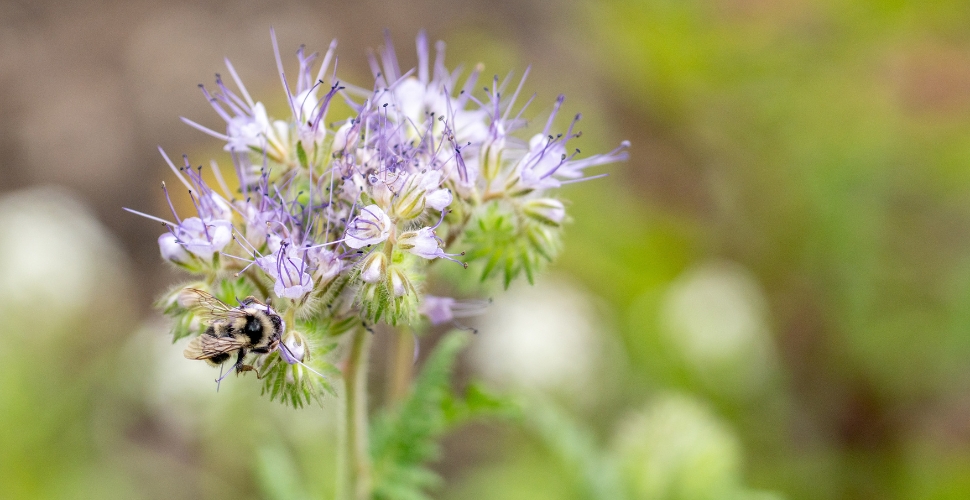 Estate bees at Cedar Creek winery pollinating flowers in the estate vineyards and farms